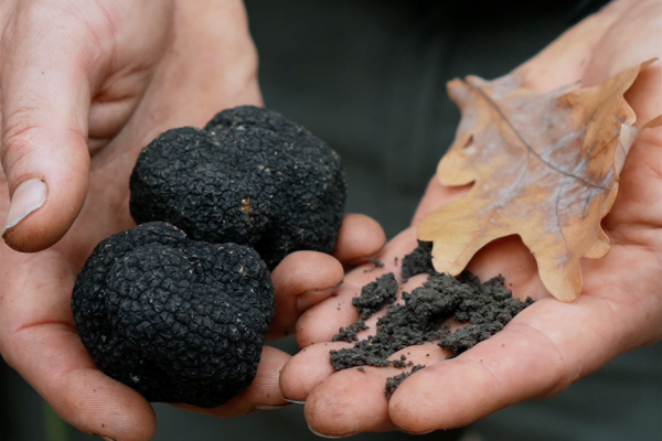 Truffles Hungary1