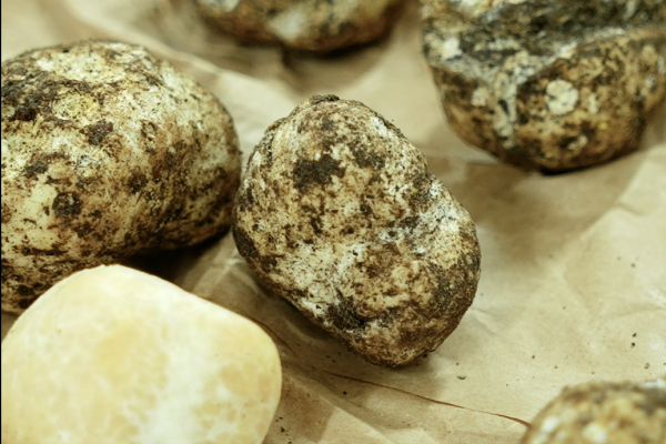Truffles Hungary4