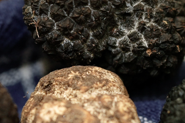 Truffles Hungary5